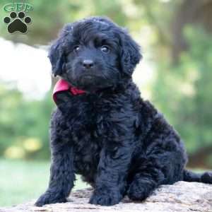 Barley, Mini Goldendoodle Puppy